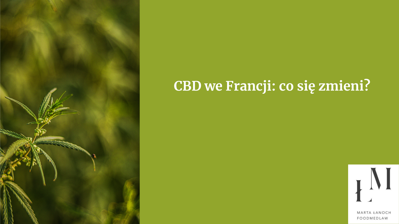 CBD we Francji – czy będzie łatwiej?