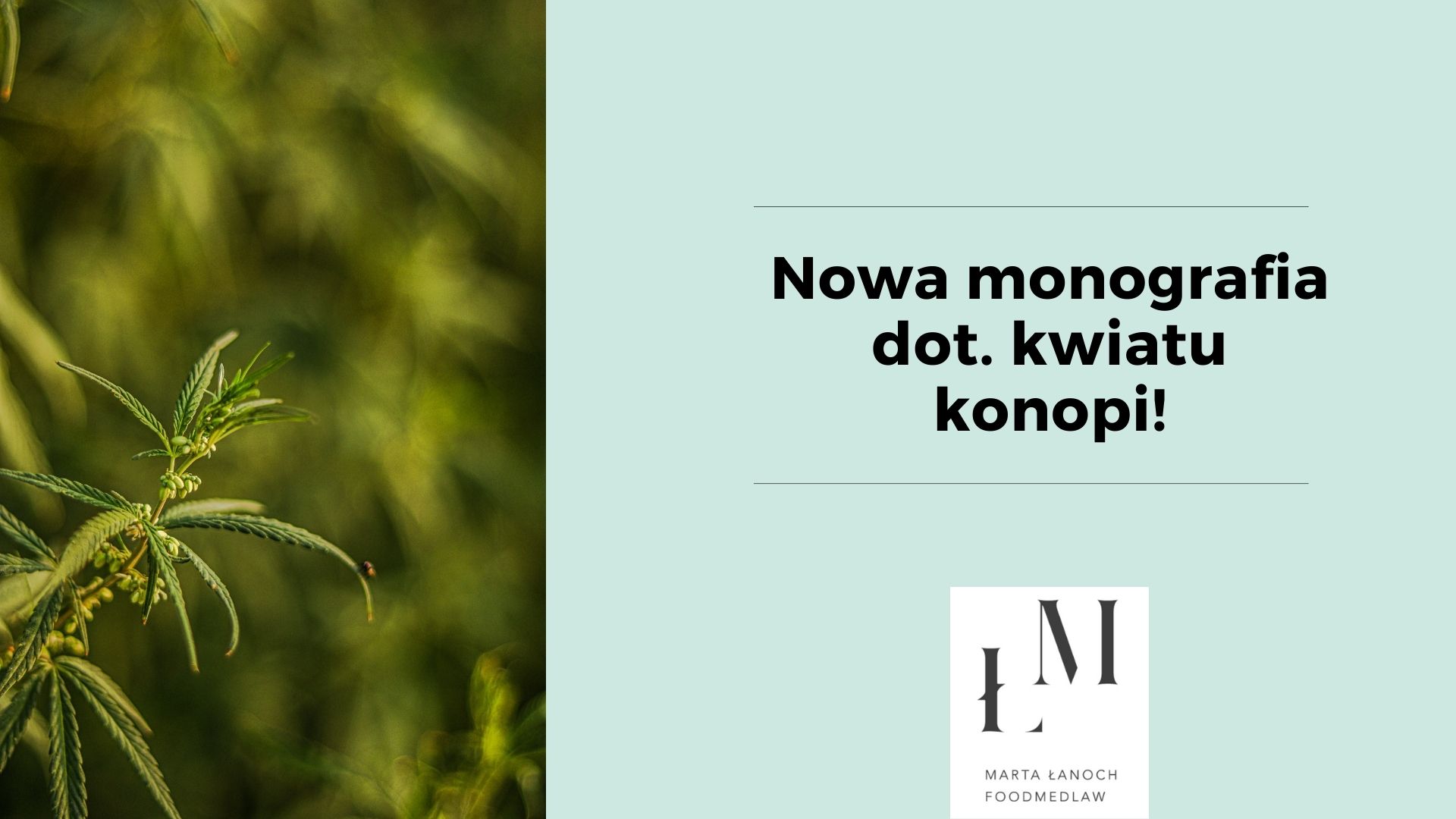 Nowa monografia dotycząca kwiatów konopi