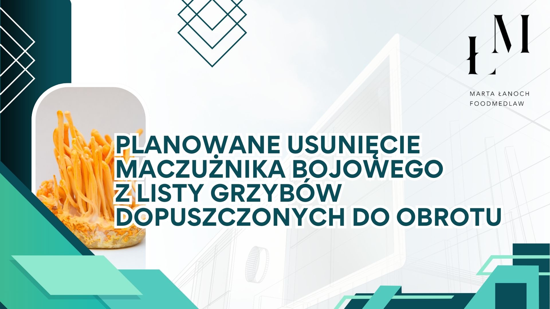 Planowane usunięcie maczużnika bojowego z listy grzybów dopuszczonych do obrotu